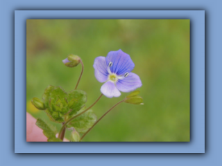 Common Field Speedwell. Hetton Park. 11th April 2024 3_Prv.jpg